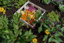 CLASSIC 4x4 Keyhole Composting Garden Garden Vita