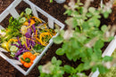 CLASSIC 3×5 Keyhole Composting Garden Garden Vita