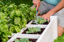 CLASSIC 4x4x11 Garden Bed with GroGrid Garden Vita