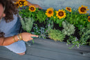 URBANA Greens Elevated Garden