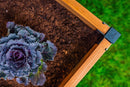 MEZZA 4x4x11 Garden Bed Garden Vita