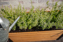 MEZZA Small Parklette Planter Planter Vita