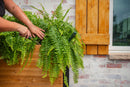 MEZZA Large Parklette Planter Planter Vita
