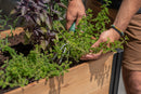 Mezza 18x32 Sprout Farm Garden Vita