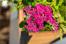 Mezza 12” Cube Planter Planter Vita