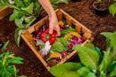 MEZZA 3x5 Keyhole Composting Garden Garden Vita
