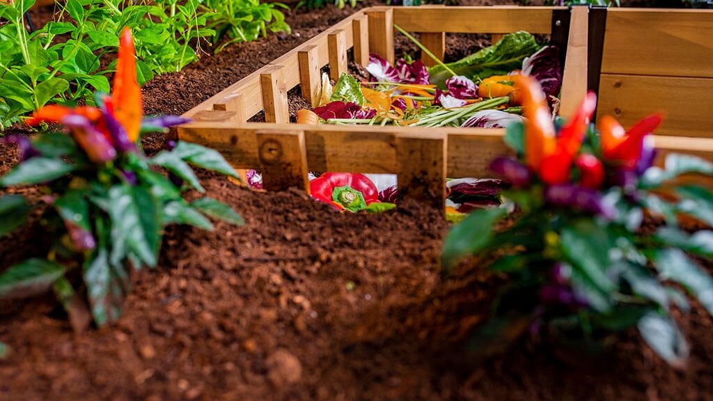 Keyhole garden with compost