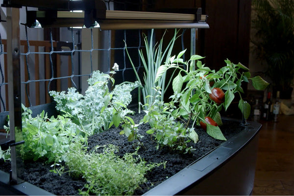 Grow Vegetables Right in Your Apartment