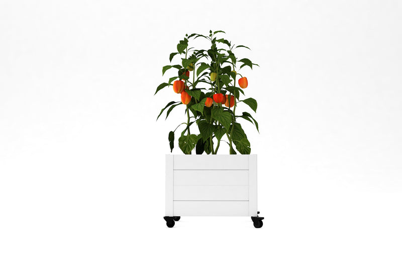 planter pot with wheels 22" L x 18" W x 18" H Vinyl Planter With Wheels Vita Color: White
