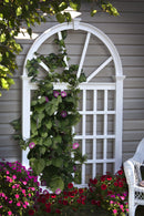 Vienna Trellis Trellis Vita 