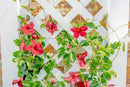 CLASSIC Kensington Planter Box & Trellis Planter na 