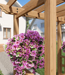Springwood Arbor Arbor Vita 